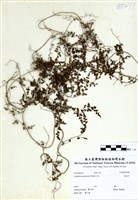 藏品(海金沙)的圖片